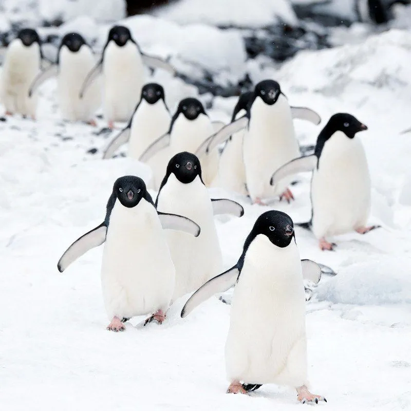 Penguins